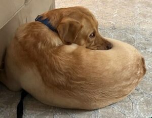 Yellow Labrador Retriever