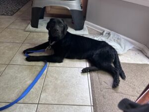 Black Labrador
