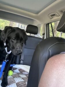 Black Labrador