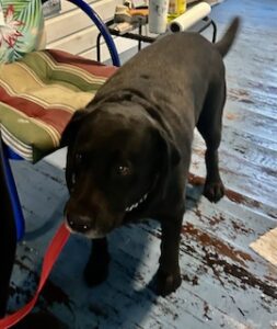 Black Labrador