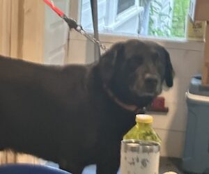 Black Labrador