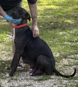 Black Labrador mix