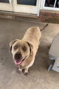 Silver Labrador