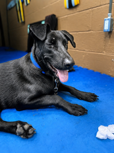 Black Labrador mix