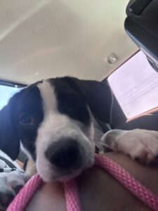 Black Labrador Mix
