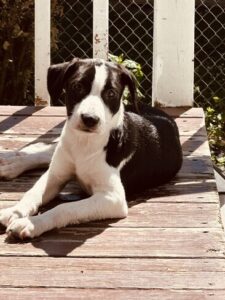 Black Labrador Mix