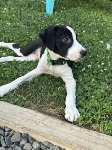 Black Labrador Mix