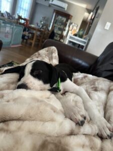 Black Labrador Mix