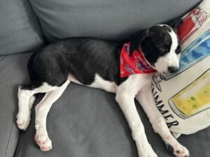 Black Labrador Mix