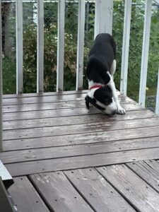 Black Labrador Mix