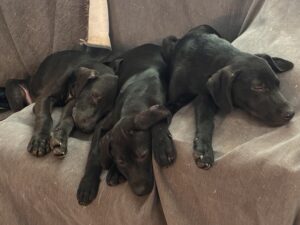 Black Labrador Mix