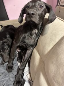 Black Labrador Mix