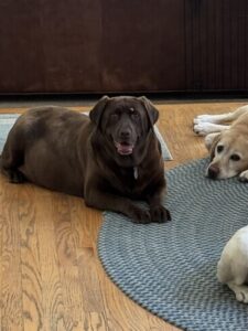 Chocolate Labrador Retriever