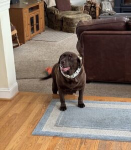 Chocolate Labrador Retriever