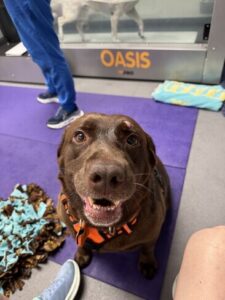 Chocolate Labrador
