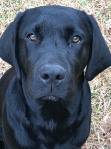 Black Labrador