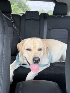 Yellow Labrador