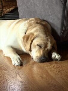 Yellow Labrador
