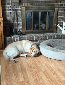Yellow Labrador
