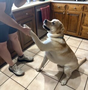 Yellow Labrador