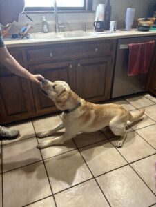 Yellow Labrador