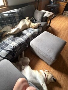 Yellow Labrador