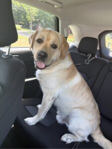 Yellow Labrador