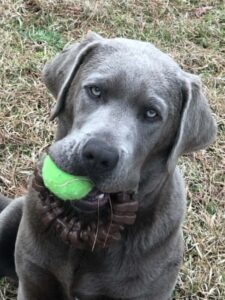 Silver Labrador