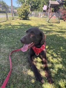 Chocolate Labrador 