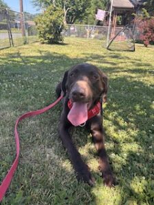 Chocolate Labrador 