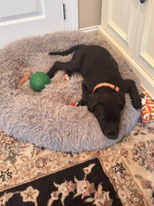 Black Labrador Mix