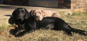 Silver Labrador and Black Labrador