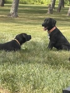 Black Labrador Mix