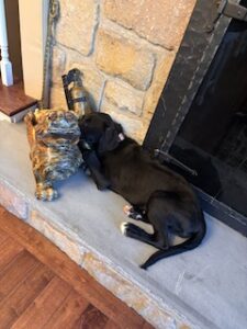 Black Labrador Mix