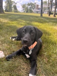 Labrador Mix