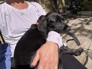 Labrador Mix