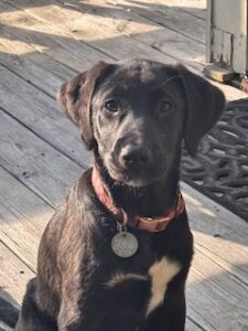 Labrador Mix