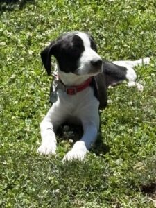 Black Labrador Mix