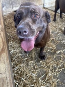 Chocolate Labrador Retriever
