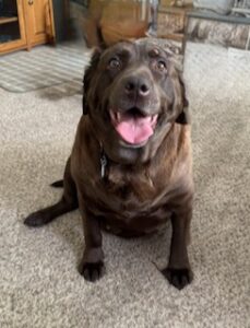 Chocolate Labrador Retriever