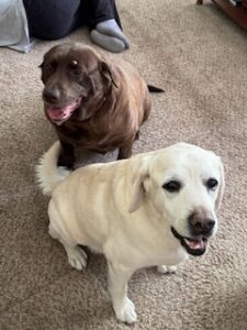 Chocolate Labrador Retriever