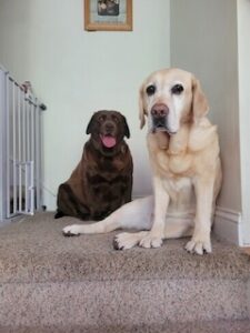 Chocolate Labrador Retriever