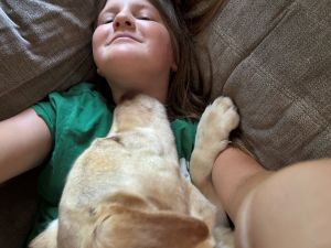 Yellow Labrador