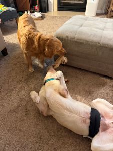 Yellow Labrador
