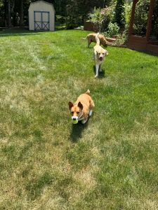 Yellow Labrador