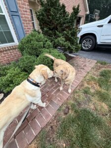 Yellow Labrador Retriever