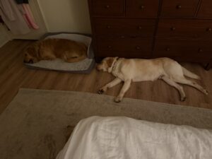 Yellow Labrador Retriever