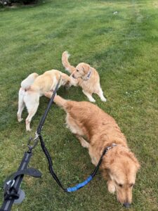 Yellow Labrador Retriever