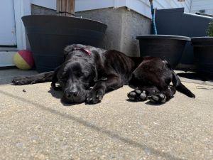 black labrador retriever