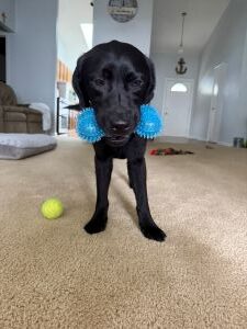 Black Labrador